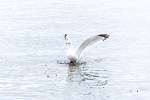 Adorable European herring gull with spread wings soaring on rippling sea water on sunny day
