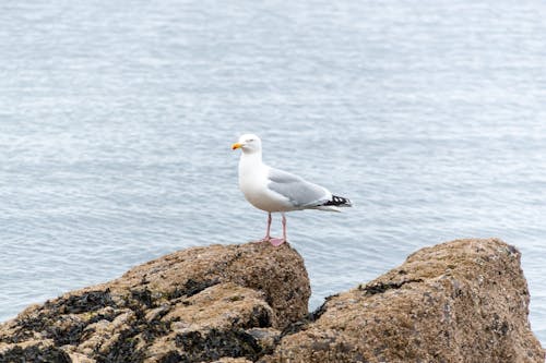 Cute Larus argentatus seagull standing on rocky seashore