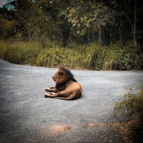 Free stock photo of forest, lion, wildlife