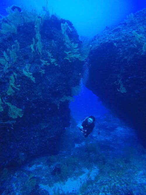 A Person in Black Wet Suit Swimming Under the Sea