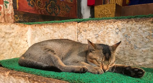 Gratis lagerfoto af indenlandske katte, kat, katte