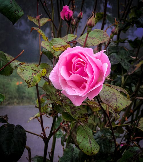 Free stock photo of garden, gardenrose, pink