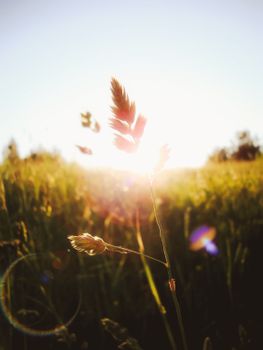 Captivating backlit wheat field at sunrise, showcasing natural beauty and serenity.