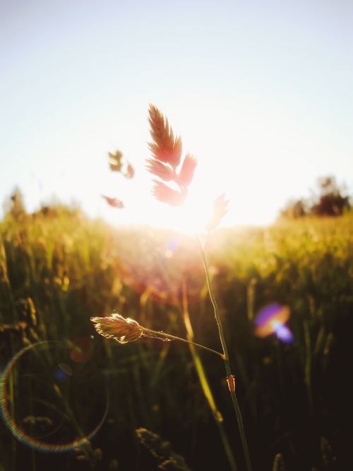 Free Captivating backlit wheat field at sunrise, showcasing natural beauty and serenity. Stock Photo