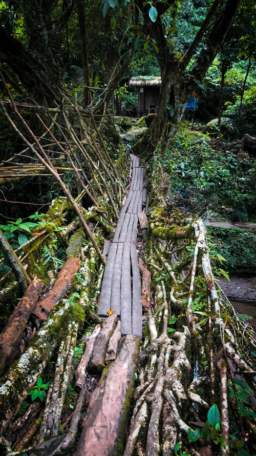 Free stock photo of ancient, bridge, forest