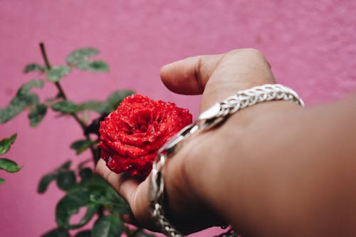 Free Person Holding Red Rose Stock Photo