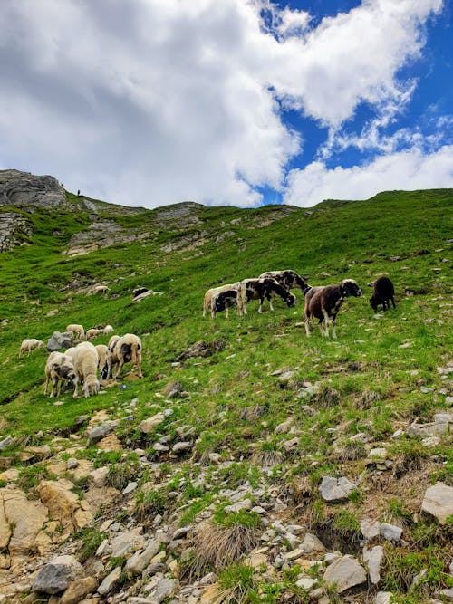 A Herd of Sheep on a Mountain 