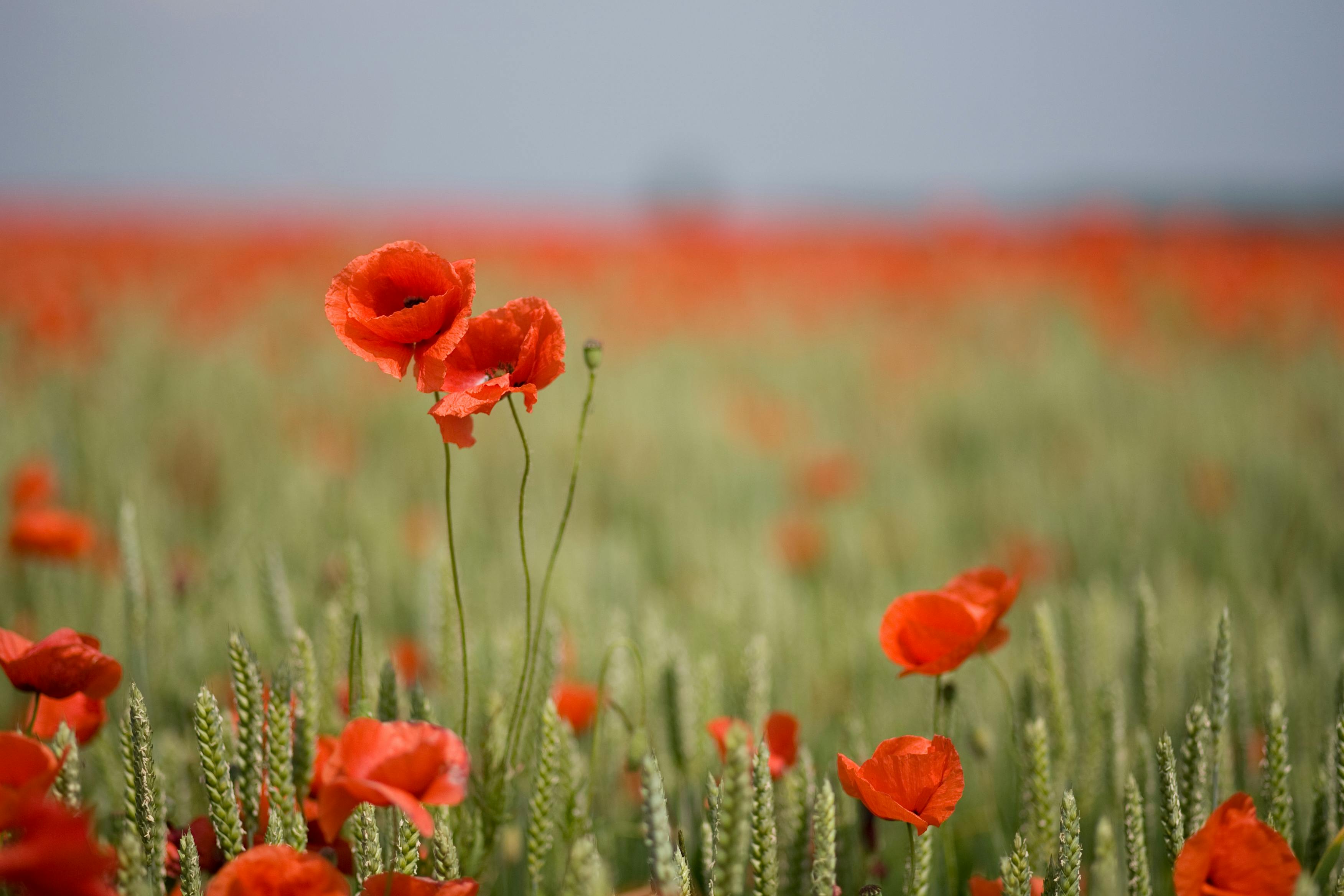 Lush poppy flowers blooming in a serene field, captured in Laatzen, Germany.