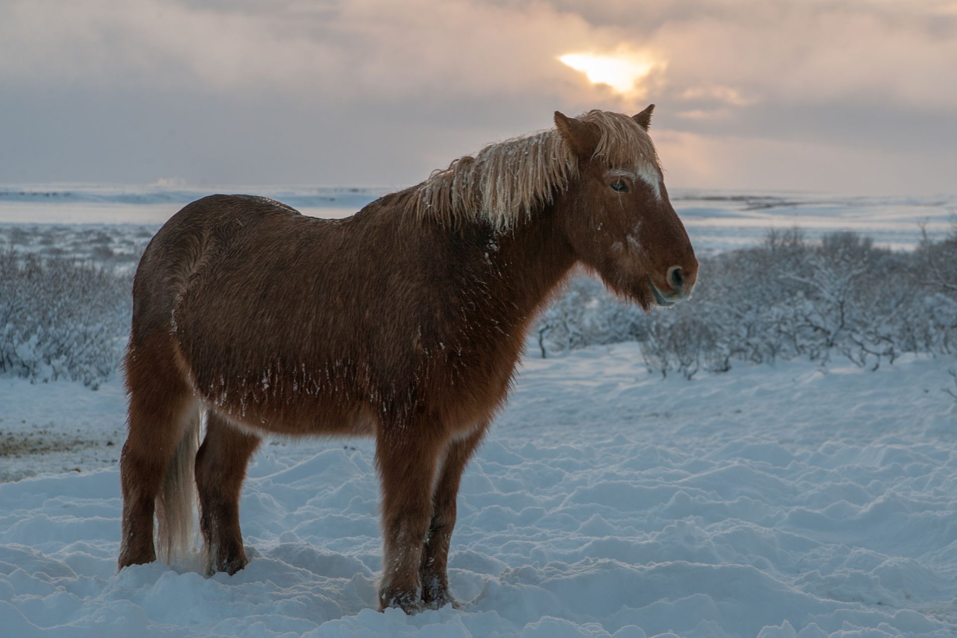 Icelandic horse stands gracefully in a snow-covered field during winter, showcasing its resilience and beauty.