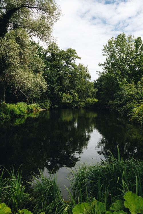 Free Tranquil forest scene with lush greenery and serene lake reflection under a cloudy sky. Stock Photo