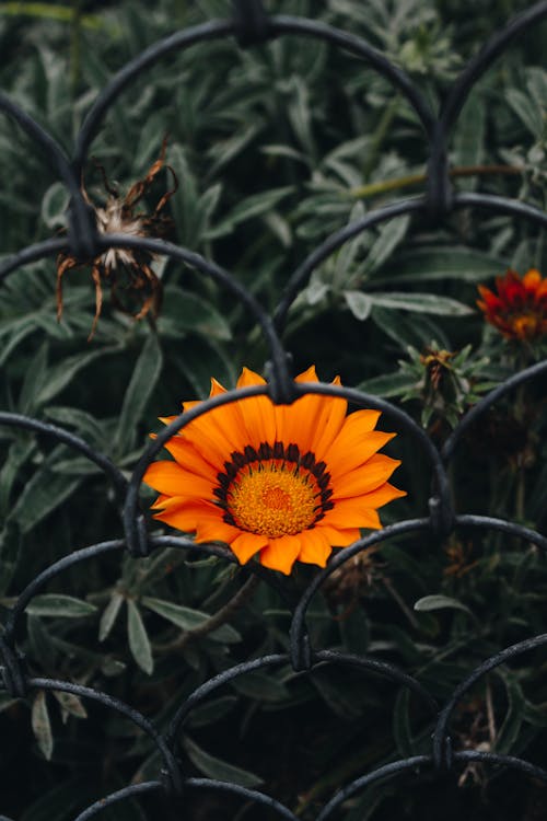 ayçiçeği, çiçek fotoğrafçılığı, çiçeklenmek içeren Ücretsiz stok fotoğraf