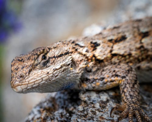 Free Close Up Shot of a Lizard Stock Photo