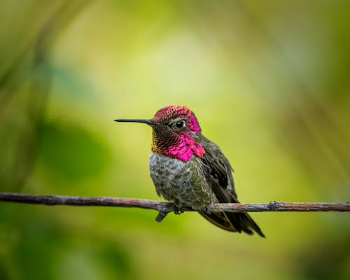 Close Up Shot of a Hummingbird
