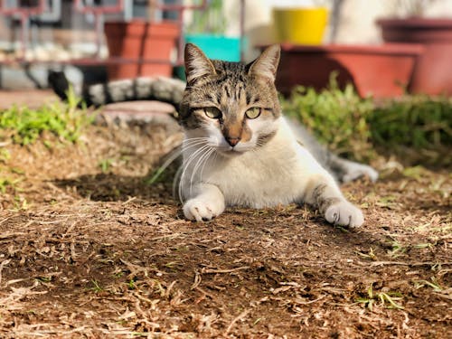 Free Close-Up Shot of a Cat Lying on the Ground Stock Photo