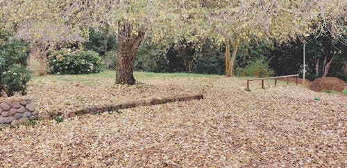 Free stock photo of arboles bosque, color de otoño, follaje de otoño Stock Photo