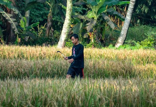 Free Asian farmer working in a lush rice field in rural Banten, Indonesia. Captures the essence of traditional agriculture. Stock Photo