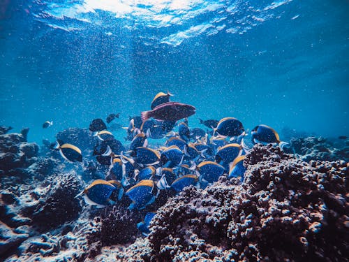 Free School of Fish Swimming near the Corals Stock Photo