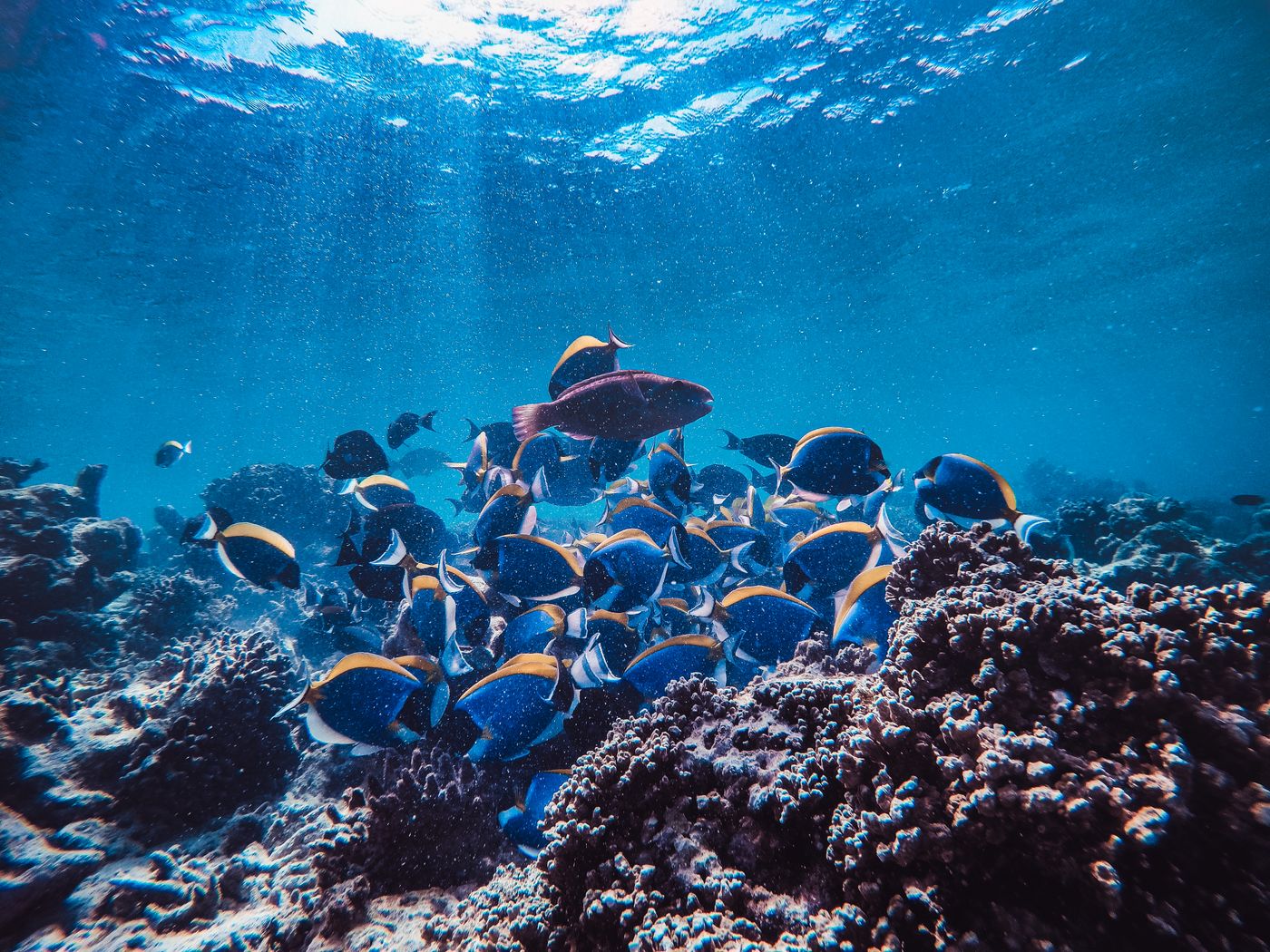 A school of blue tang fish swimming over a coral reef in clear water.