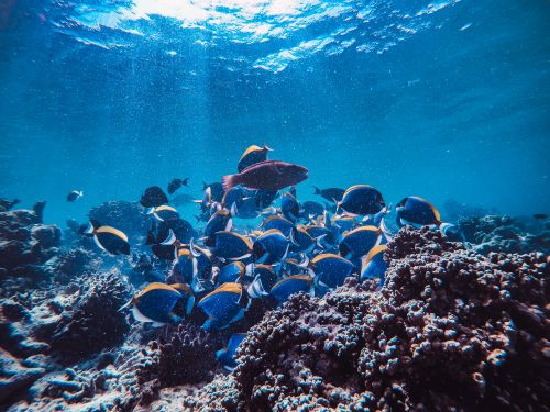 Free A vibrant scene of a school of blue tang fish swimming over a coral reef in crystal-clear waters. Stock Photo