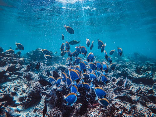 School of Fish Swimming near the Corals