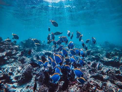 Free Explore a vibrant school of fish swimming in a colorful coral reef, showcasing marine life's beauty. Stock Photo