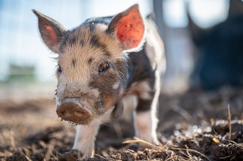 Free Adorable spotted mini pig with dirty nose standing on farmyard at sunny day Stock Photo