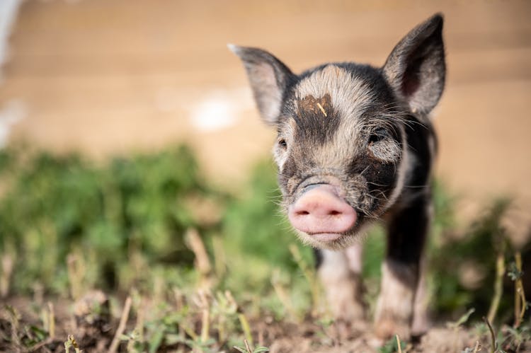 Cute Piglet On Grass Meadow On Farm