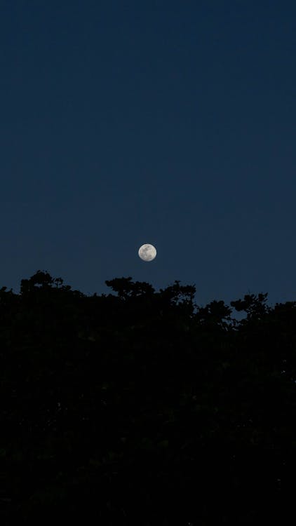 Free From below scenery view of round shaped moon in dark sky over tree silhouettes at dusk Stock Photo