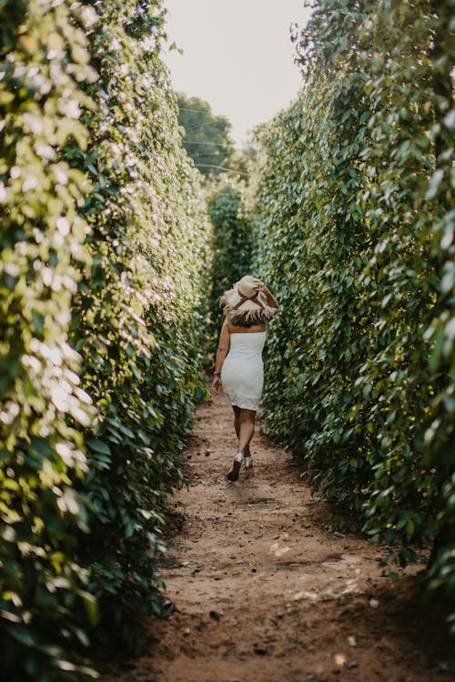 Vrouw In Wit Overhemd Lopen Op Weg Tussen Groene Planten