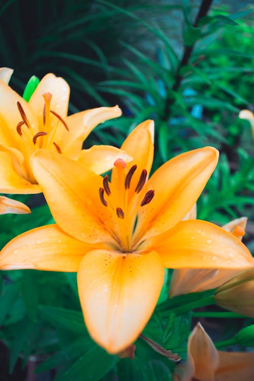 Free Close-up of Orange Lily Flower Stock Photo