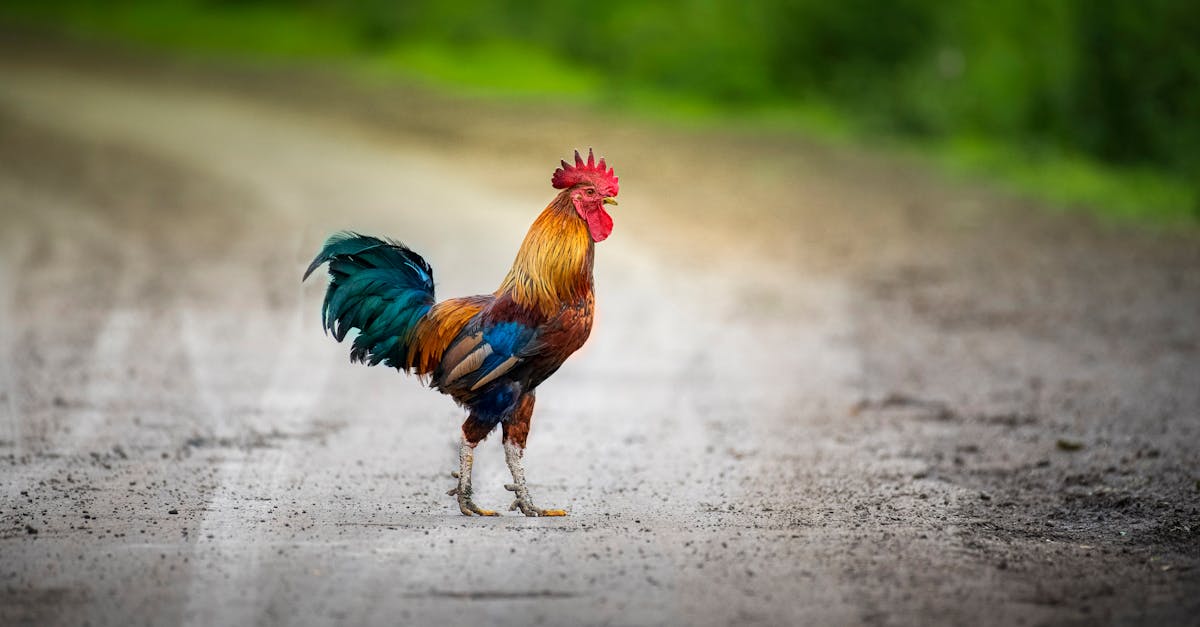 Rooster with colorful plumage walking on rural road surrounded with bright greenery in summer on blurred background of nature