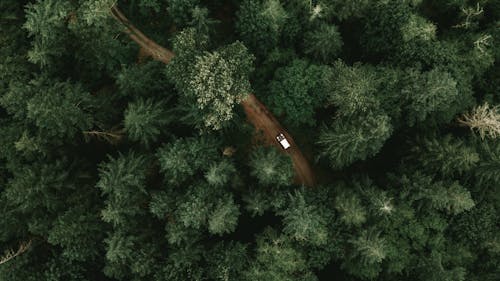 Free High Angle View of Green Trees Stock Photo