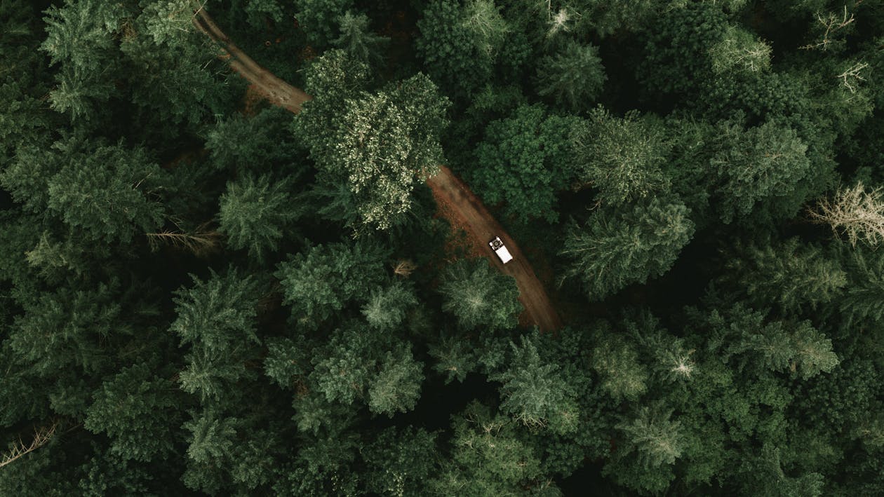 Imagine de stoc gratuită din 4 x 4, arbori, arbori veșnic verzi