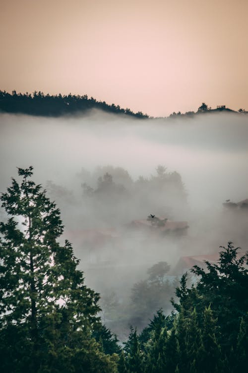 Free Green Trees Under White Clouds Stock Photo