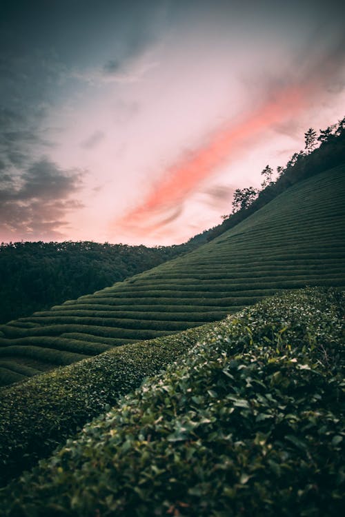 Green Grass Field Under the Cloudy Sky