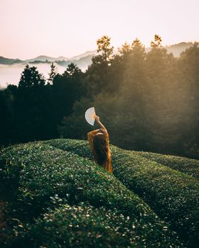 日落时分，一名韩国妇女在郁郁葱葱的茶园中安详地散步