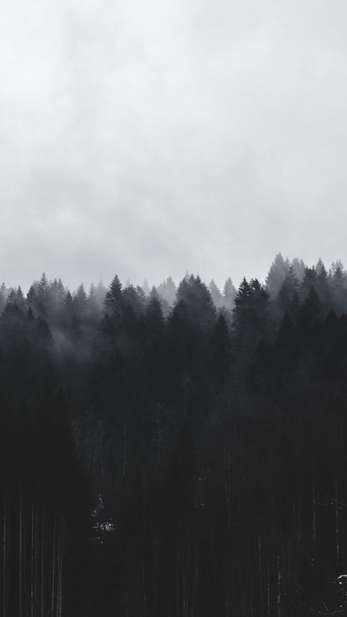 Grayscale Photo of a Foggy Coniferous Forest