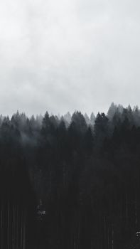 Serene misty pine forest in Les Gets, France, capturing nature's tranquility.