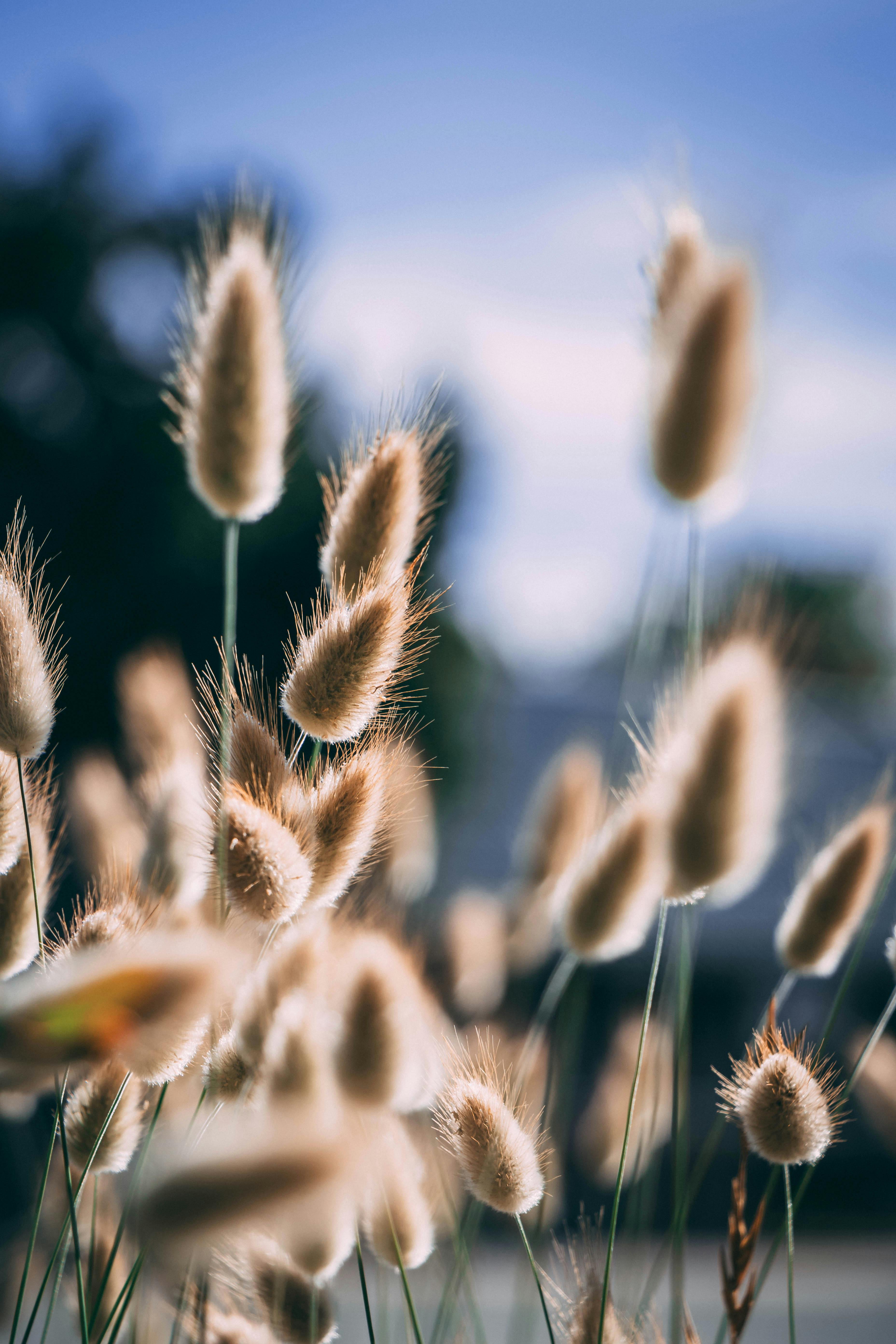 A detailed close-up of fluffy grass against a blurred outdoor background, highlighting beauty in nature.