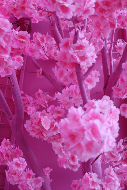 Close-Up Shot of Pink Flowers in Bloom