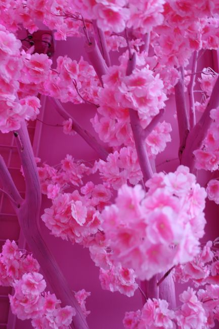A stunning close-up of vibrant pink cherry blossoms in full bloom, showcasing delicate petals.