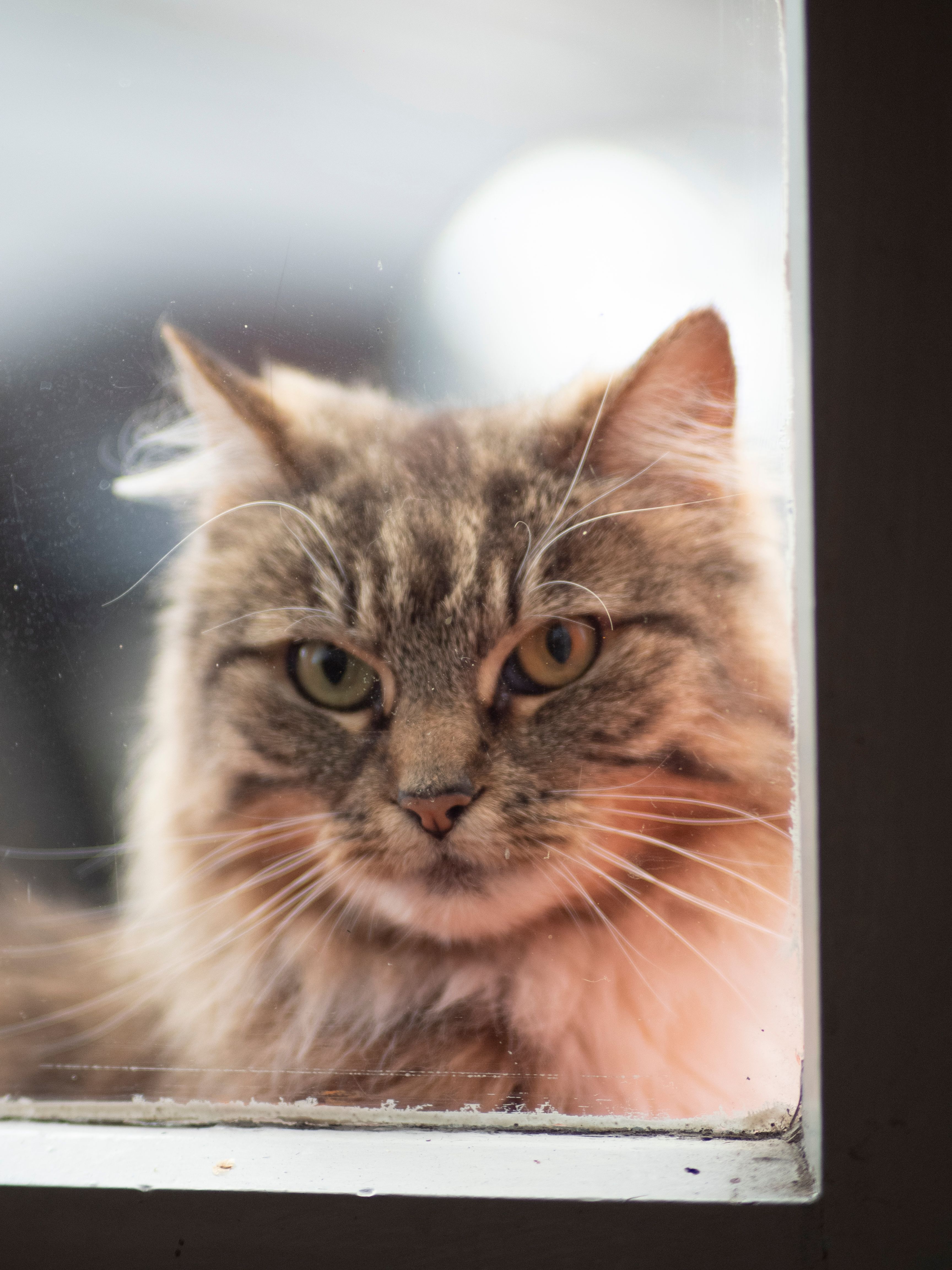 Close-Up Shot of a Domestic Long-Haired Cat · Free Stock Photo