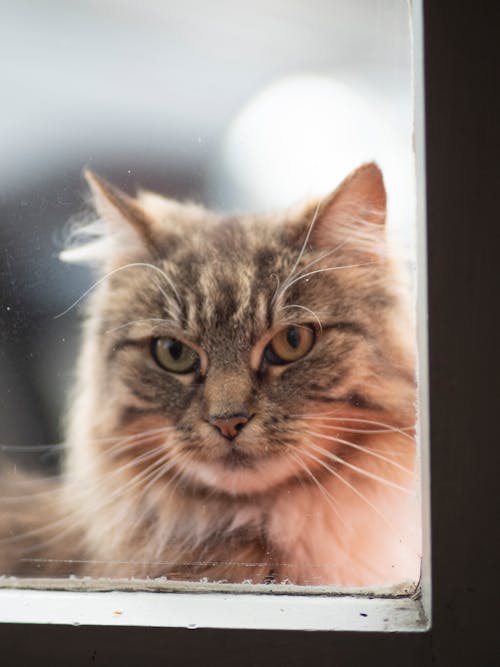 Close-Up Shot of a Domestic Long-Haired Cat
