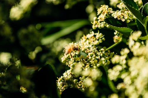 Photos gratuites de abeille, fleur, insecte