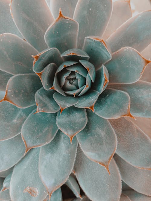 Close-Up Shot of a Succulent Plant