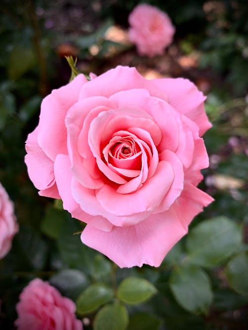 Close-Up Shot of a Pink Rose in Bloom