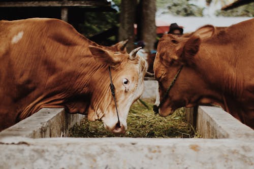 Ilmainen kuvapankkikuva tunnisteilla bovidae, cattles, kasvinsyöjä