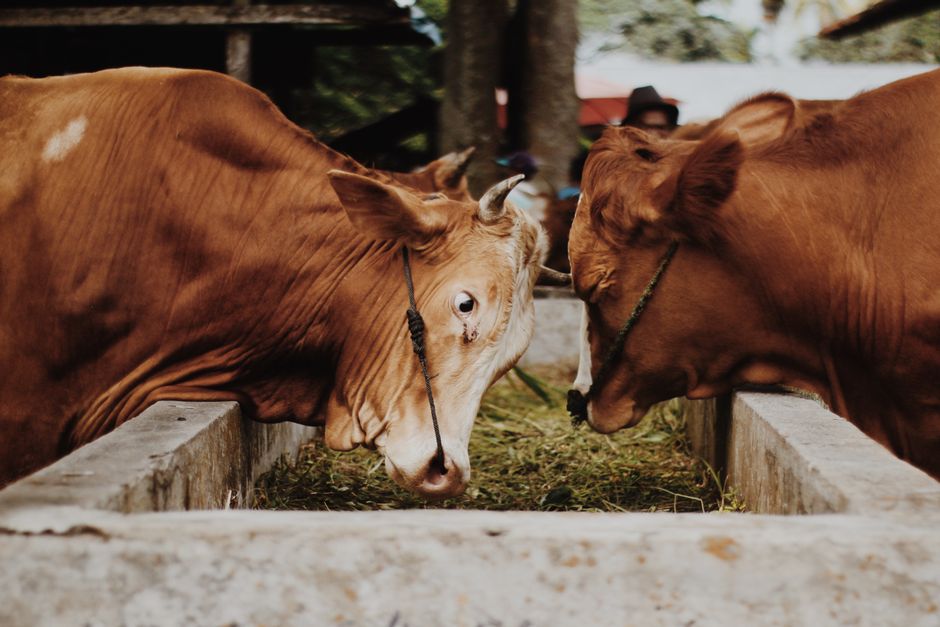 Animal Disease Traceability : Causes, Symptoms, Treatment & Prevention