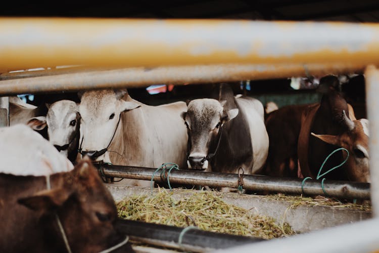 Cows In Farm Standing By Manger In Modern Cowshed