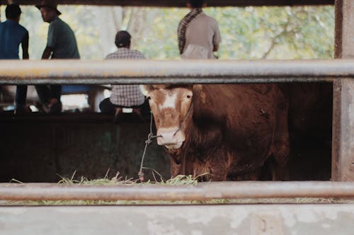 Безкоштовне стокове фото на тему «корова, сарай, сільське господарство» стокове фото
